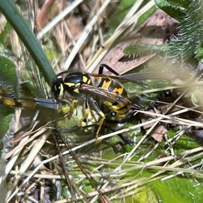 Vespula germanica (German Yellowjacket Wasp (also known as European Wasp)) at Higgins, ACT - 13 Dec 2022 by Untidy