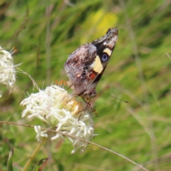 Vanessa itea (Yellow Admiral) at Cotter River, ACT - 11 Dec 2022 by MatthewFrawley