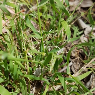 Echinopogon ovatus (Forest Hedgehog Grass) at Calwell, ACT - 13 Dec 2022 by VeraKurz
