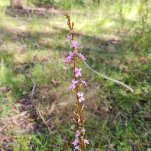 Stylidium sp. at Paddys River, ACT - 13 Dec 2022 09:30 AM