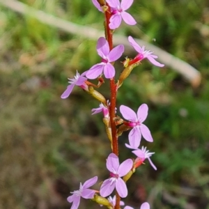 Stylidium sp. at Paddys River, ACT - 13 Dec 2022 09:30 AM