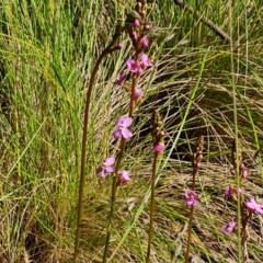 Stylidium sp. at Paddys River, ACT - 13 Dec 2022 09:30 AM