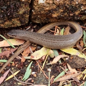 Saproscincus mustelinus at Isaacs, ACT - 13 Dec 2022