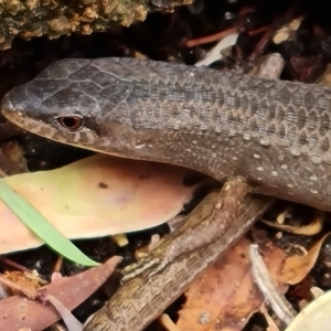 Saproscincus mustelinus at Isaacs, ACT - 13 Dec 2022 02:39 PM