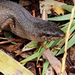 Saproscincus mustelinus at Isaacs, ACT - 13 Dec 2022 02:39 PM