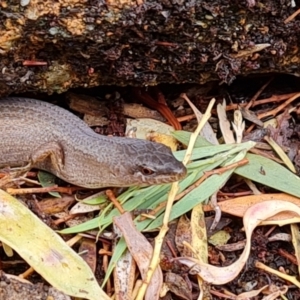 Saproscincus mustelinus at Isaacs, ACT - 13 Dec 2022