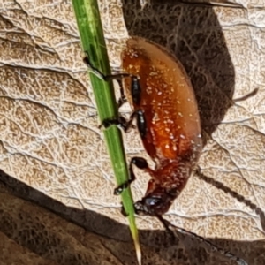 Ecnolagria grandis at Paddys River, ACT - 13 Dec 2022 11:16 AM