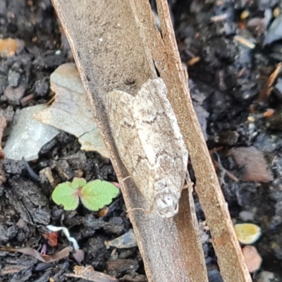 Uraba lugens (Gumleaf Skeletonizer) at Tidbinbilla Nature Reserve - 12 Dec 2022 by Mike