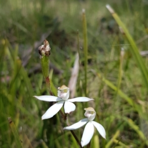 Caladenia moschata at Mount Clear, ACT - 13 Dec 2022