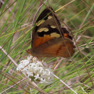 Heteronympha merope (Common Brown Butterfly) at Cotter River, ACT - 11 Dec 2022 by MatthewFrawley