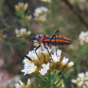 Gminatus australis at Cotter River, ACT - 11 Dec 2022