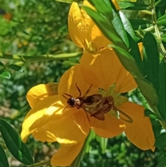 Lasioglossum sp. (genus) (Furrow Bee) at ANBG - 28 Nov 2022 by Miranda