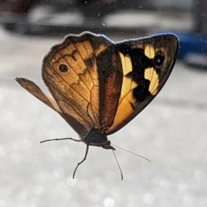 Heteronympha merope at Canberra, ACT - 13 Dec 2022