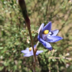 Thelymitra sp. (pauciflora complex) at Cotter River, ACT - suppressed