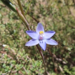 Thelymitra sp. (pauciflora complex) at Cotter River, ACT - suppressed