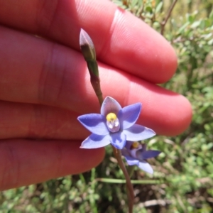 Thelymitra sp. (pauciflora complex) at Cotter River, ACT - suppressed