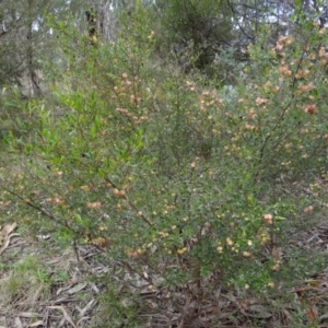Dodonaea viscosa subsp. cuneata at Stromlo, ACT - 1 Oct 2022