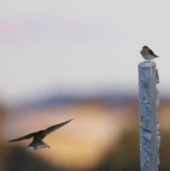 Hirundo neoxena (Welcome Swallow) at Belconnen, ACT - 13 Dec 2022 by JimL