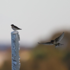 Hirundo neoxena at Belconnen, ACT - 13 Dec 2022