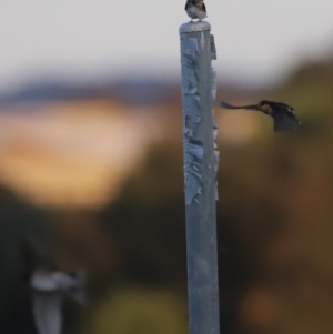 Hirundo neoxena at Belconnen, ACT - 13 Dec 2022