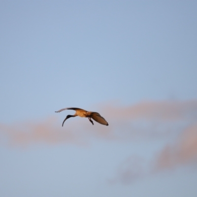 Threskiornis molucca (Australian White Ibis) at Belconnen, ACT - 13 Dec 2022 by JimL