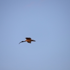 Threskiornis molucca at Belconnen, ACT - 13 Dec 2022 07:55 PM