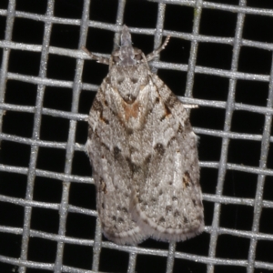 Isotenes miserana at O'Connor, ACT - 3 Dec 2022 10:51 PM