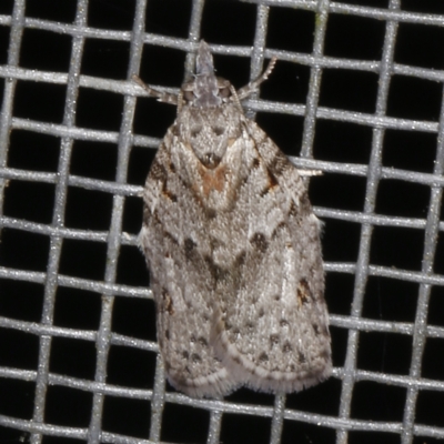 Isotenes miserana (Orange Fruit Borer) at O'Connor, ACT - 3 Dec 2022 by ibaird