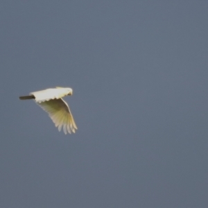 Cacatua galerita at Belconnen, ACT - 13 Dec 2022 07:43 PM