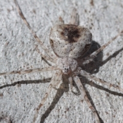 Tamopsis sp. (genus) (Two-tailed spider) at Melba, ACT - 28 Nov 2022 by naturedude