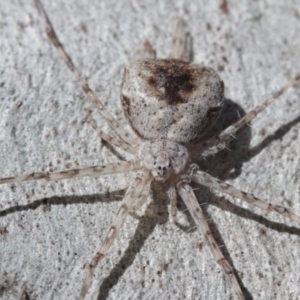 Tamopsis sp. (genus) at Melba, ACT - 28 Nov 2022