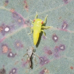 Eurymelinae (subfamily) (Unidentified eurymeline leafhopper) at Melba, ACT - 13 Dec 2022 by naturedude