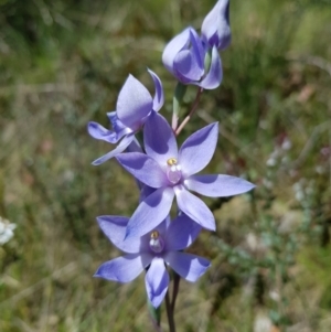 Thelymitra megcalyptra at Cotter River, ACT - 11 Dec 2022