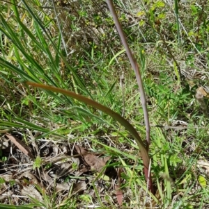 Thelymitra megcalyptra at Cotter River, ACT - 11 Dec 2022