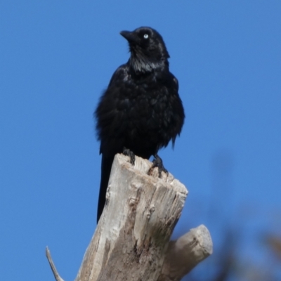 Corvus coronoides (Australian Raven) at Queanbeyan West, NSW - 11 Dec 2022 by Paul4K