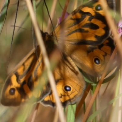 Heteronympha merope (Common Brown Butterfly) at Bicentennial Park - 11 Dec 2022 by Paul4K