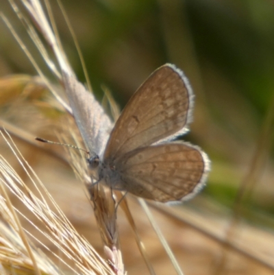 Zizina otis (Common Grass-Blue) at Bicentennial Park - 11 Dec 2022 by Paul4K