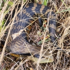 Tiliqua scincoides scincoides (Eastern Blue-tongue) at Cook, ACT - 13 Dec 2022 by NathanaelC