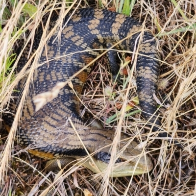Tiliqua scincoides scincoides (Eastern Blue-tongue) at Cook, ACT - 13 Dec 2022 by NathanaelC