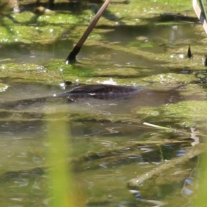 Cyprinus carpio at Hume, ACT - 11 Dec 2022 11:53 AM