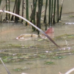 Cyprinus carpio at Hume, ACT - 11 Dec 2022 11:53 AM