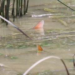 Cyprinus carpio at Hume, ACT - 11 Dec 2022