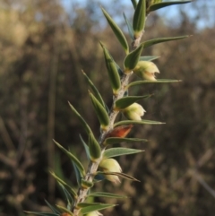 Melichrus urceolatus (Urn Heath) at Chisholm, ACT - 15 Oct 2022 by MichaelBedingfield