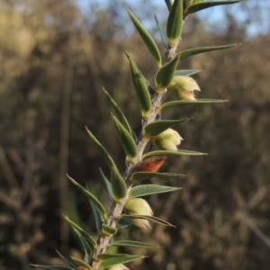 Melichrus urceolatus at Chisholm, ACT - 15 Oct 2022 05:24 PM