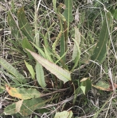 Rumex brownii (Slender Dock) at Shannons Flat, NSW - 24 Nov 2022 by Tapirlord