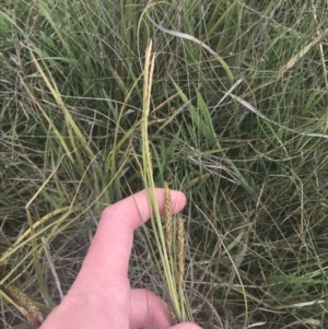 Carex polyantha at Mount Clear, ACT - 24 Nov 2022