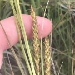 Carex polyantha at Mount Clear, ACT - 24 Nov 2022