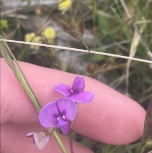 Swainsona behriana at Mount Clear, ACT - 24 Nov 2022 03:00 PM