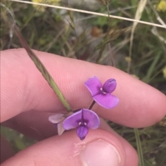 Swainsona behriana at Mount Clear, ACT - 24 Nov 2022 03:00 PM