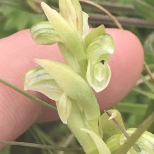 Hymenochilus crassicaulis at Mount Clear, ACT - suppressed